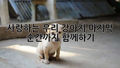 사랑하는 우리 강아지, 마지막 순간까지 함께하기